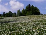 Ogled narcis Na cvetočih travnikih